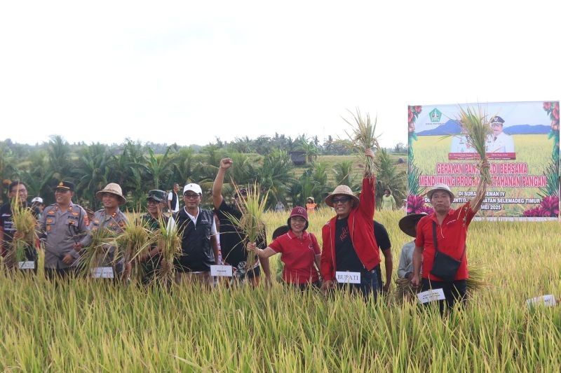 Panen Raya Padi di Tabanan: Bupati Sanjaya Apresiasi Hasil Panen Varietas Nutrizinc