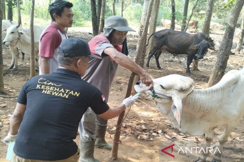 Disnakeswan Lamsel Imbau Peternak Beri Obat Cacing Hewan Kurban Cegah Penyakit