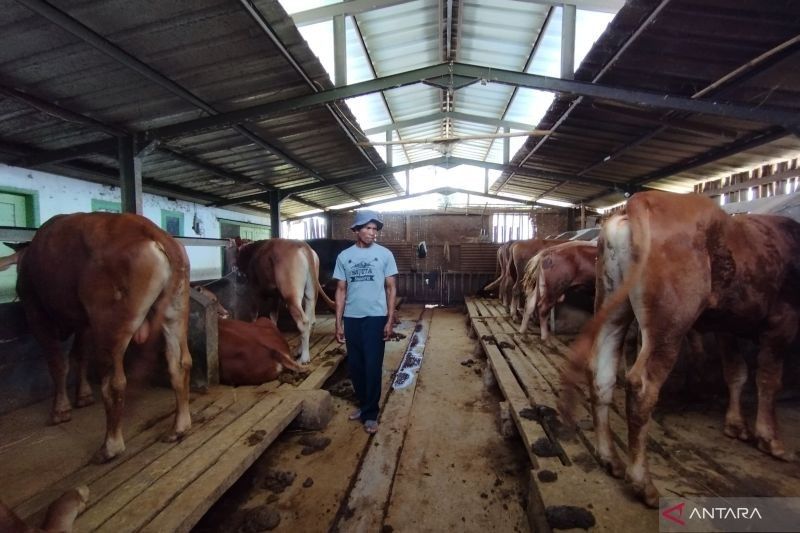 Pasokan Sapi Kurban di Garut Aman Jelang Idul Adha