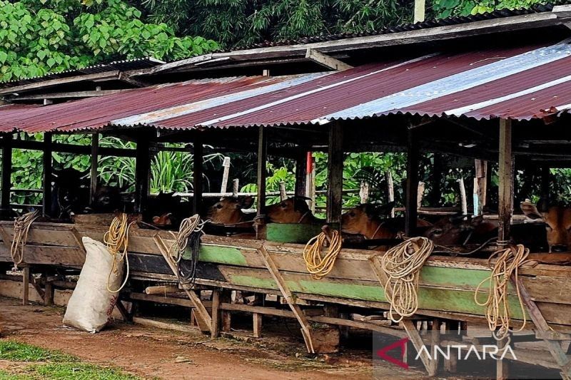 Pemkab Natuna Imbau Peternak Jaga Kebersihan Kandang Sapi Jelang Idul Adha