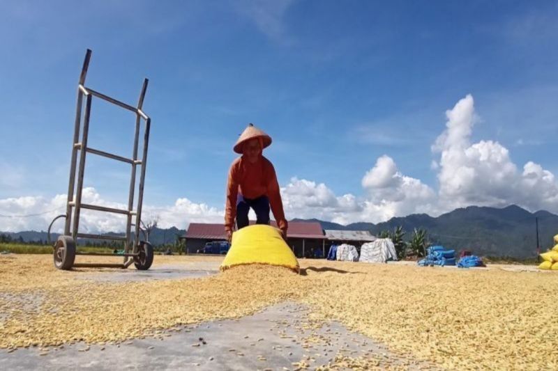 Produksi Beras Sulteng Melimpah: Surplus 75 Ribu Ton dalam Lima Bulan!