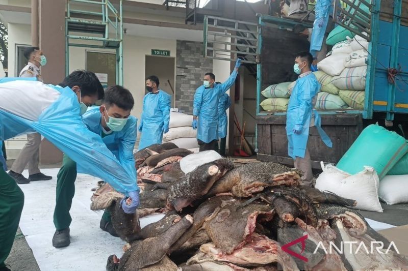 BKHIT Banten Gagalkan Penyelundupan 2,9 Ton Daging Celeng di Merak