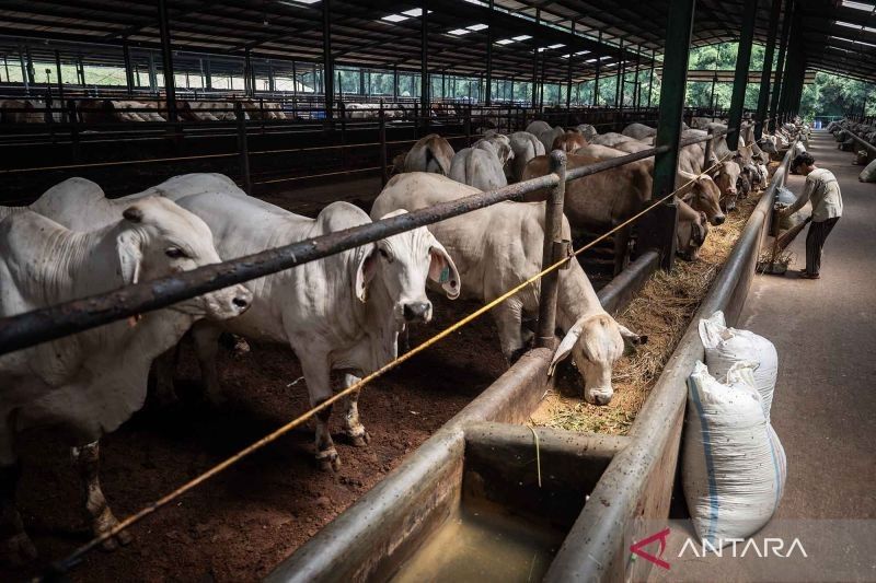 DKI Jakarta Impor 500 Sapi dari Australia, Jaga Ketahanan Pangan Jelang Idul Adha