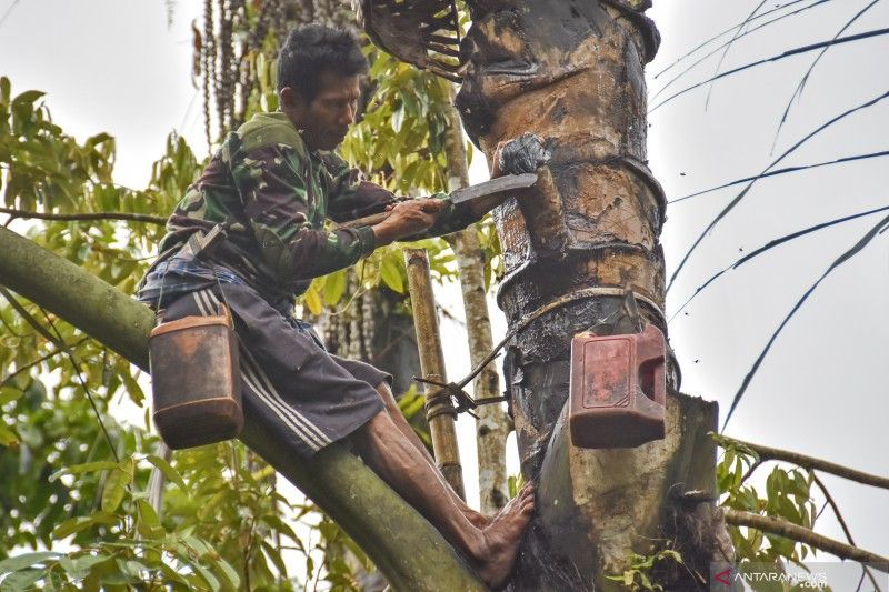 Universitas Mataram Dukung Hilirisasi Aren NTB: Teknologi Sederhana, Nilai Tambah Tinggi