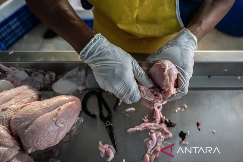 Harga Daging Ayam Rp34.663/kg, Cabai Rawit Turun! Cek Update Harga Pangan Nasional Terbaru