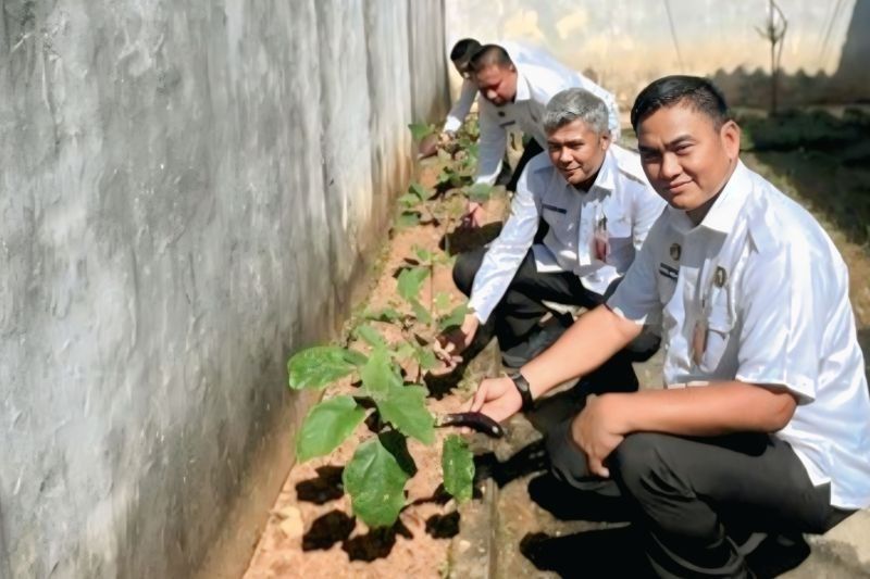 Warga Binaan Rutan Baturaja Petik Hasil: 10 Kg Terong dari Kebun Tahanan!
