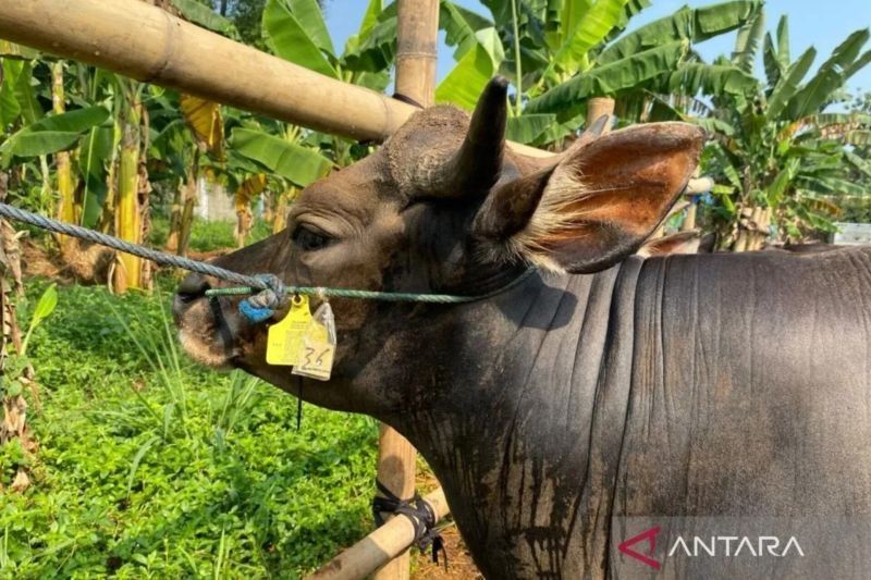 Hewan Kurban di Jaksel Wajib Vaksin PMK dan Bersertifikat Sehat