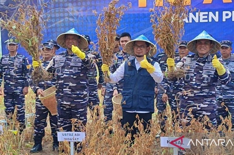 TNI AL Sukses Panen Kedelai Unggul, Dorong Swasembada Pangan Nasional