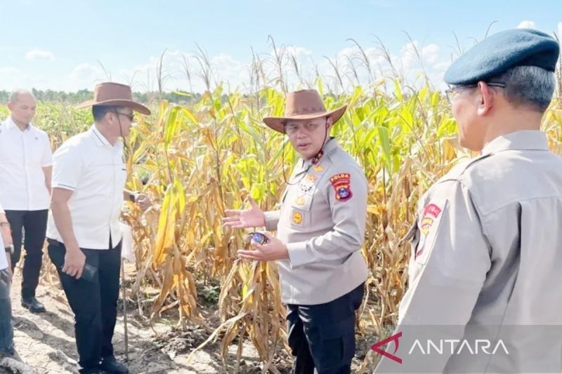 Polda Kalsel Panen Raya 32 Ton Jagung di Lahan Basah, Sukses Program Ketahanan Pangan