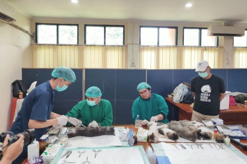 KPKP Jaksel Sterilisasi 70 Kucing Liar di Tebet: Upaya Tekan Populasi