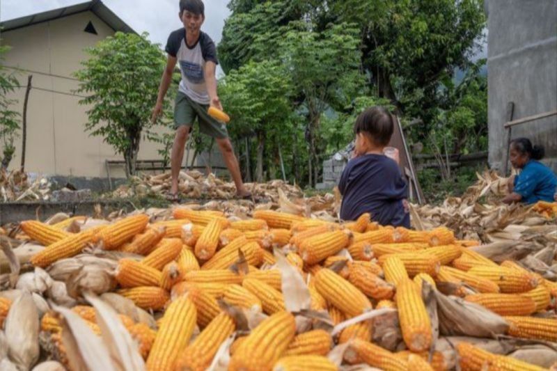 Sulawesi Tengah Surplus Jagung 143.064 Ton hingga Mei 2025