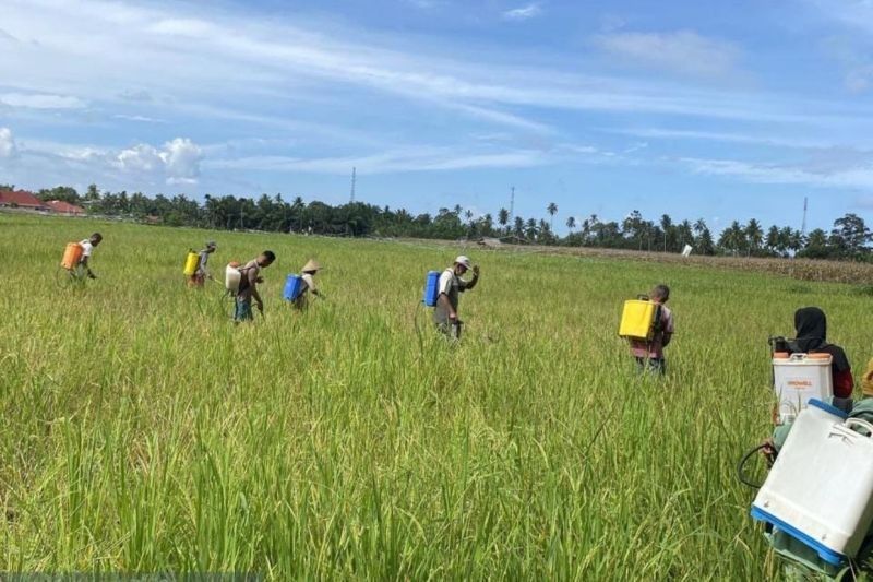 Kabupaten Agam Turunkan Tim Tanggulangi Serangan Hama Wereng Coklat