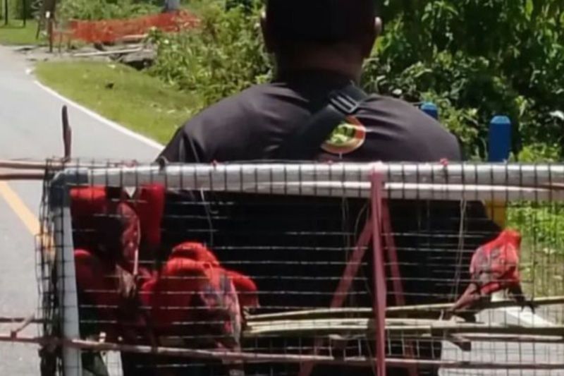 BKSDA Maluku Amankan 15 Nuri Maluku di Seram Barat, Ancaman Perdagangan Ilegal Terungkap