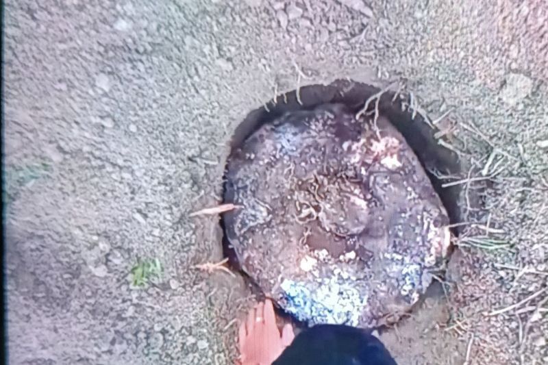 BKSDA Pasaman Tanam 38 Umbi Bunga Bangkai di TWA Rimbo Panti