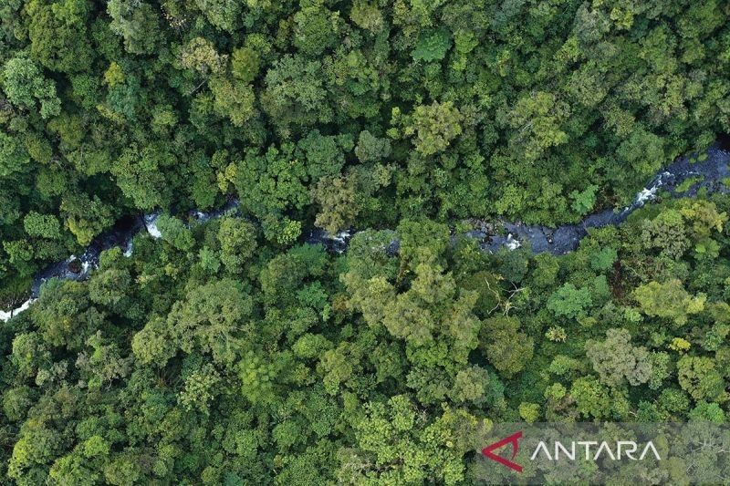 Satu Peta Kehutanan: Jaminan Kepastian Hukum dan Investasi di Sektor Kelapa Sawit?