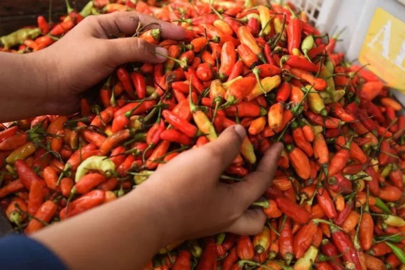 Harga Daging Ayam Tembus Rp36.000/kg, Cabai Rawit Sentuh Rp65.000/kg!
