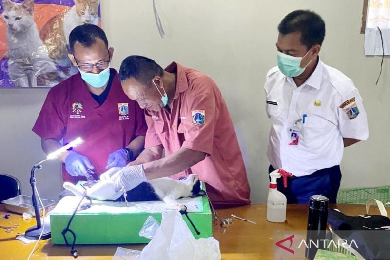 Pemkot Jaktim Sterilisasi 128 Kucing, Tekan Populasi Liar