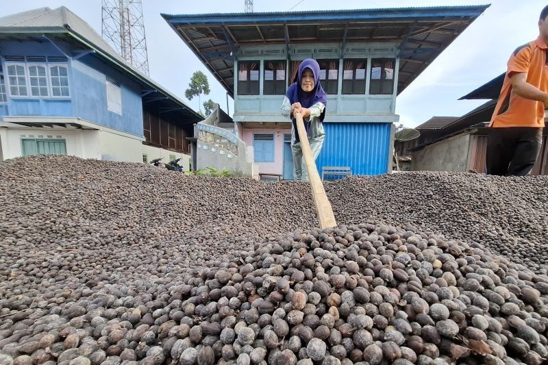 Koperasi Merah Putih: Wadah Potensi Desa di Lampung