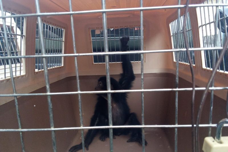 Kemenhut Gagalkan Perdagangan Siamang, Tersangka Terancam 15 Tahun Penjara