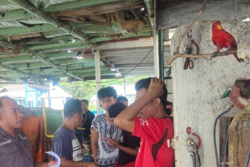 BKSDA Maluku Selamatkan Dua Ekor Nuri Maluku dari Perdagangan Ilegal