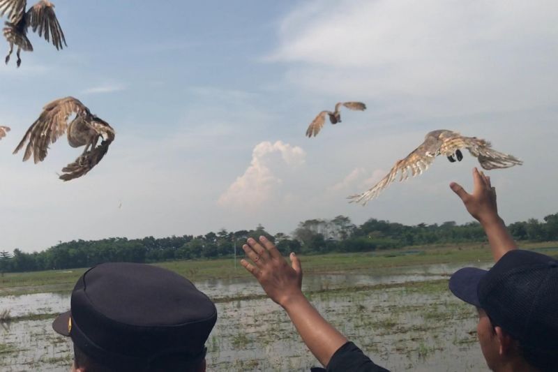 Majalengka Terima 1.000 Burung Hantu untuk Kendalikan Hama Tikus