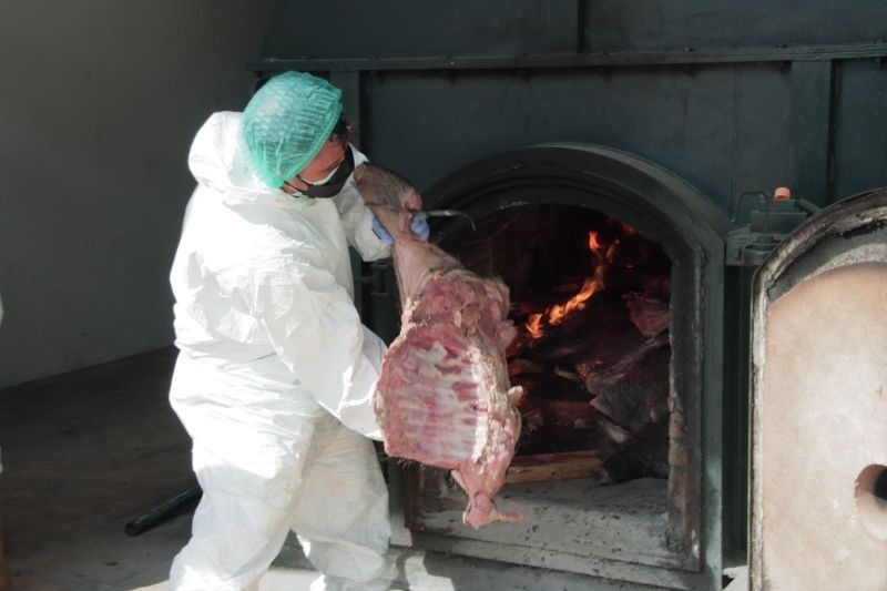 Barantin Musnahkan 2,9 Ton Daging Babi Hutan Ilegal di Cilegon