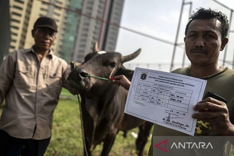Sudin KPKP Jaksel Beri Vitamin Hewan Kurban Sakit, Pastikan Daging Layak Konsumsi