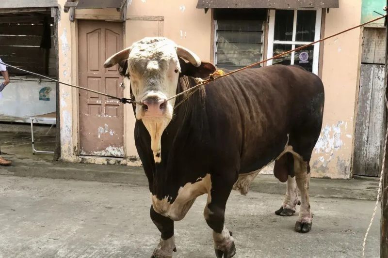 Presiden Prabowo Siapkan 18 Sapi Kurban untuk Sumsel di Idul Adha 2025