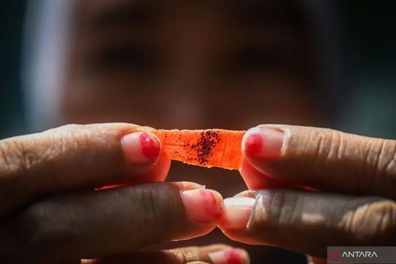Sukses! Penyebaran Bibit Nyamuk Wolbachia di Kembangan, Jakarta Barat, Tuntas