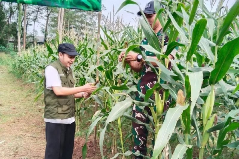 Pemkot Tangerang Apresiasi TNI Sukses Panen Jagung di Lahan Tidur