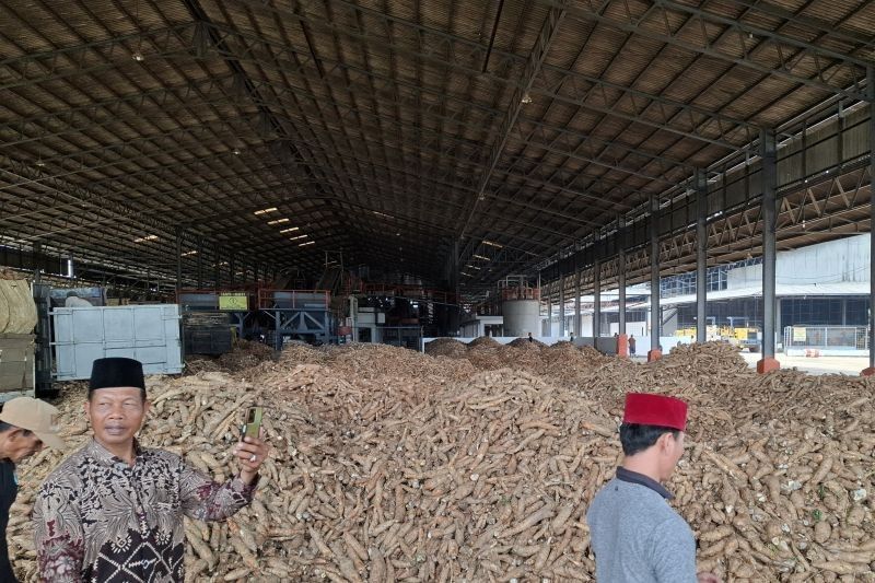 Lampung Siapkan Perda dan Pergub Atur Tataniaga Singkong, Lindungi Petani Lokal