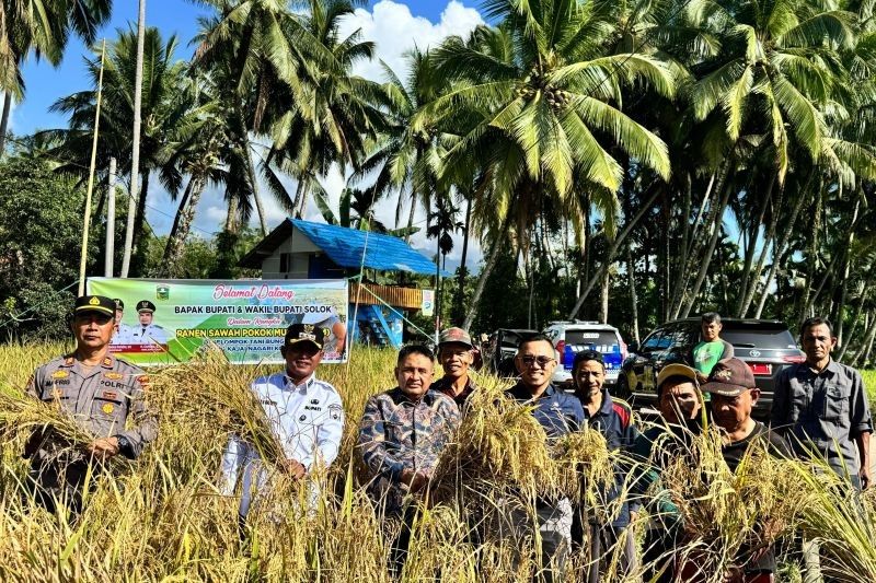 Panen Perdana Sawah Pokok Murah Solok: Inovasi Pertanian Hemat Modal