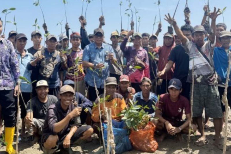 Kalsel Tanam 113 Ribu Mangrove: Upaya Pulihkan Ekosistem Pesisir