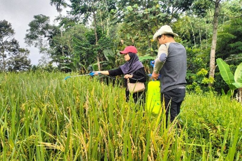 Musuh Tersembunyi Ancam Swasembada Pangan: Benih Padi Terinfeksi Nematoda
