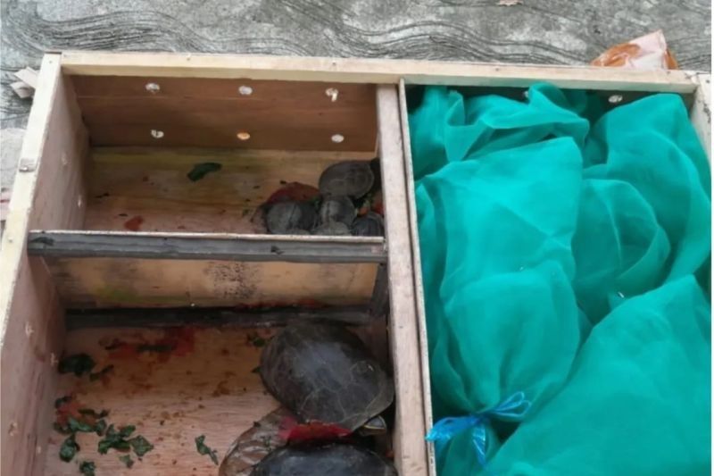 24 Reptil dari Jakarta