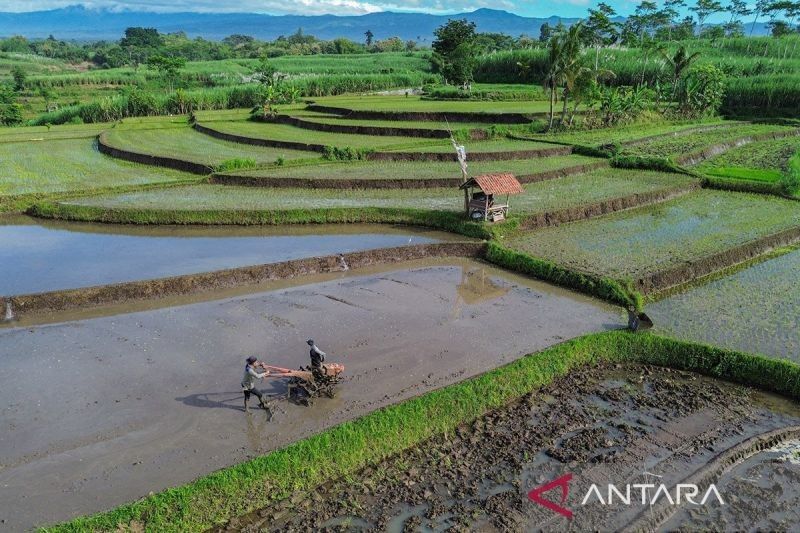 Kesehatan Tanah: Lebih dari Sekadar Kesuburan, Jaminan Keberlanjutan Ekosistem