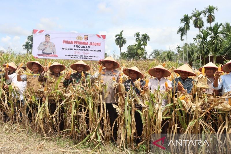 Polres Aceh Barat Panen 10,8 Ton Jagung, Wujud Nyata Dukungan Ketahanan Pangan Nasional