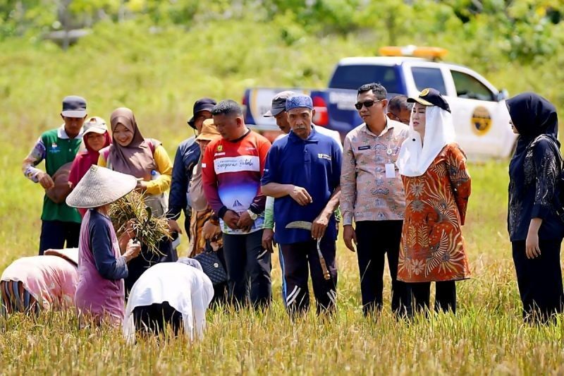 Natuna Tetapkan 342 Hektare Lahan Pertanian Pangan Berkelanjutan