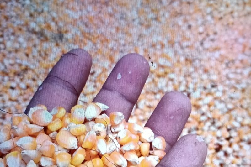 Produksi Jagung Pasaman Tembus 29.249 Ton di Triwulan I-2025!