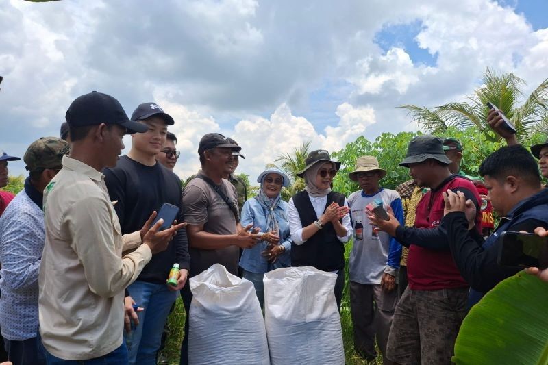 Bulog Lebak-Pandeglang Serap Beras Petani hingga 18.500 Ton, Lampaui Target!