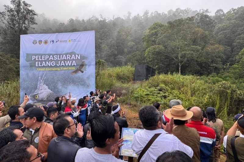 Dua Elang Jawa Dilepasliarkan di Kawah Kamojang, Hasil Rehabilitasi!