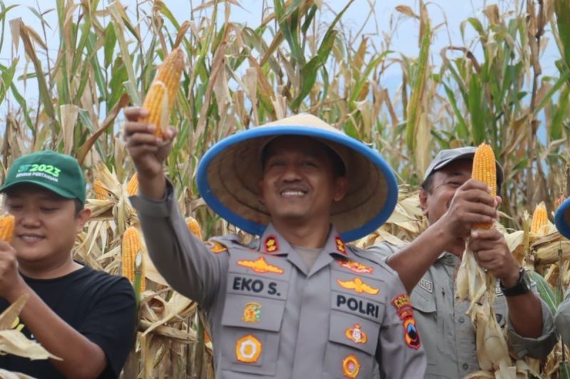 Polres Pemalang Panen Raya Jagung Hibrida: Sukses Program Astacita di Technopark