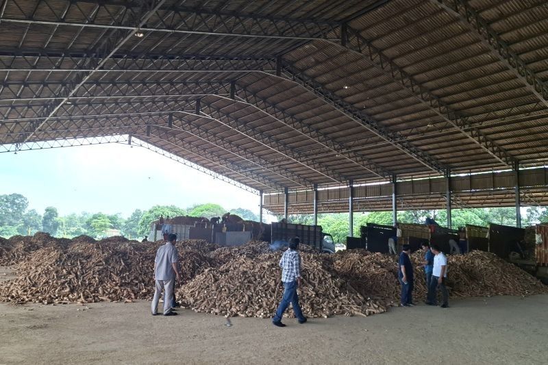 30 Pabrik Tapioka Lampung Patuh Aturan Harga Ubi, Pemerintah Pusat Diminta Segera Bertindak