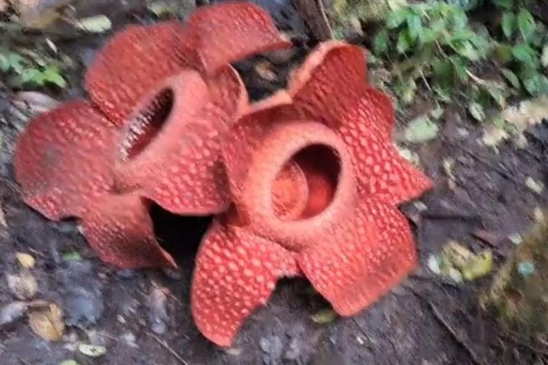 Fenomena Langka! Dua Bunga Rafflesia Mekar Berdempet di Agam, Sumatera Barat