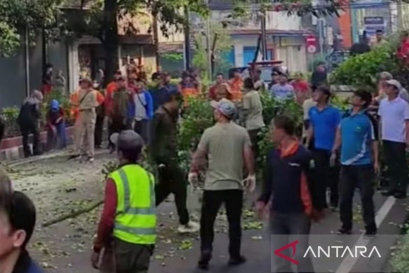 DLH Cianjur Pangkas Pohon Rawan Tumbang: Antisipasi Bencana di Musim Hujan