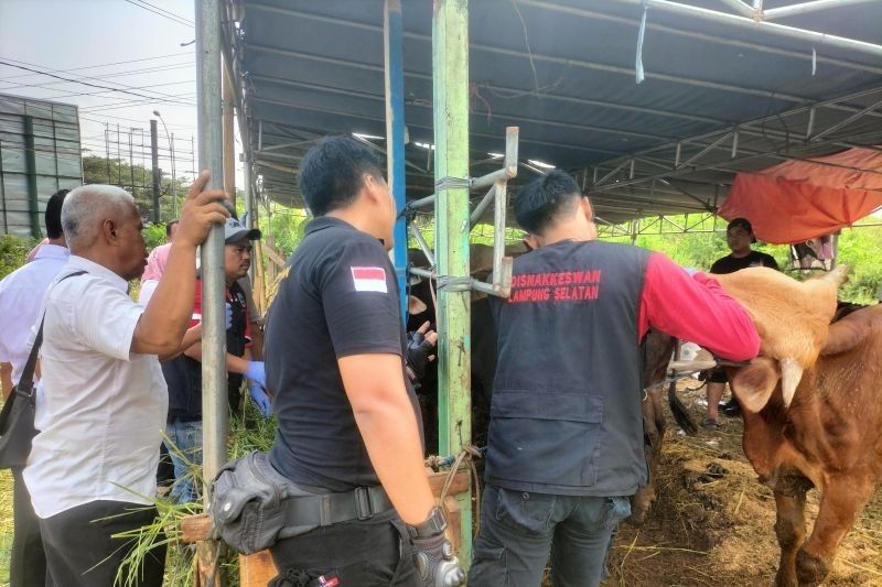 Lampung Selatan Kerahkan 117 Petugas Awasi Kesehatan Hewan Kurban Jelang Idul Adha