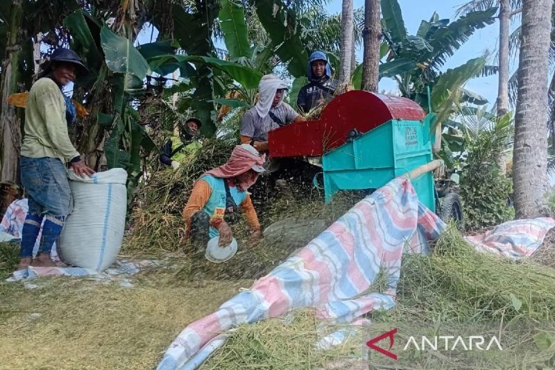 Bulog Sumut Serap Ribuan Ton Gabah, Dekati Target Akhir Mei