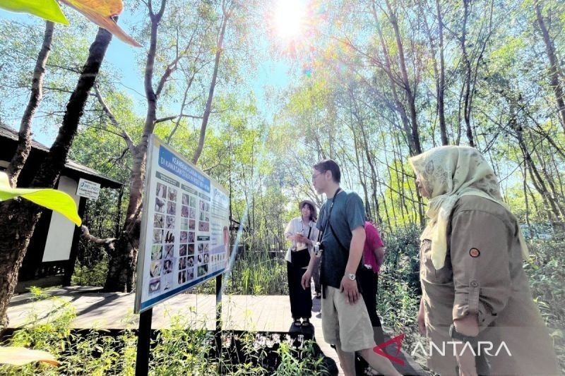 Peneliti Jepang Kagum dengan Konservasi Bekantan di Pulau Curiak, Kalimantan Selatan