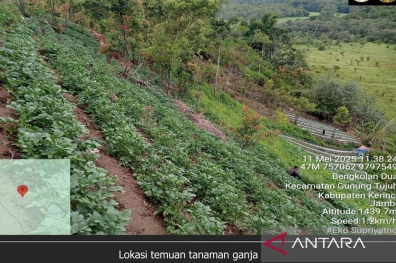 Kemenhut Bantah Temuan Ganja di TN Kerinci Seblat: Lokasi di Luar Kawasan Konservasi