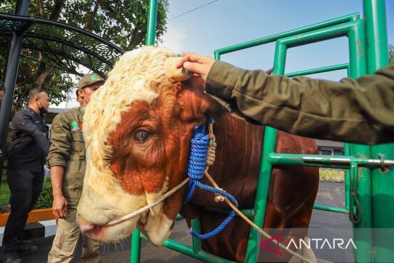 90 Petugas DKPP Kota Bandung Periksa Kesehatan Hewan Kurban Jelang Idul Adha 2025